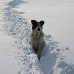 Landscape and dog
